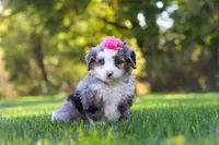 Taylor, a female Miniature Bernedoodle for sale in Fresno, OH – 4 of 8