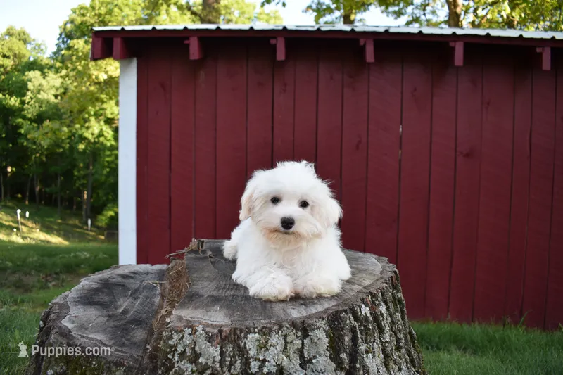 Jadon – Maltese puppy for sale in Fresno, OH