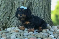 Harley 🦴🐶, a male Miniature Dachshund for sale in Fresno, OH – 4 of 10