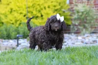 Daisy, a female Newfypoo for sale in Fresno, OH – 4 of 6