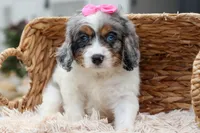   Paisley 💗, a female Cavapoo for sale in Fresno, OH – 7 of 10