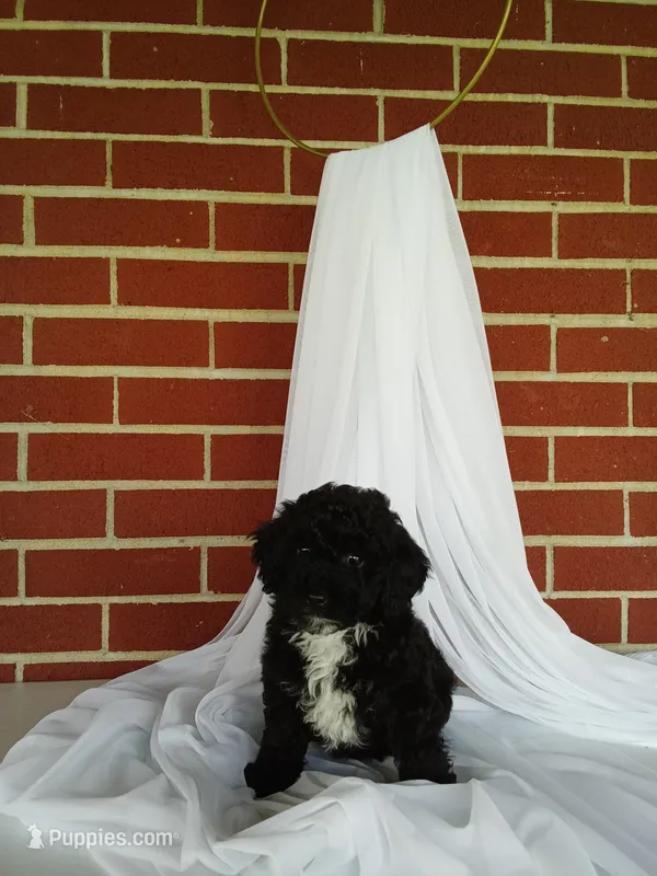 🐾 Meet Lily – Beautiful F1B Yorkiepoo Puppy! 🐾 – Yorkipoo puppy for sale in Fresno, OH