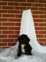 🐾 Meet Lily – Beautiful F1B Yorkiepoo Puppy! 🐾, a female Yorkipoo for sale in Fresno, OH – 1 of 5