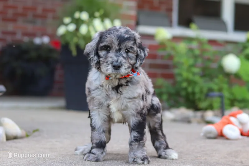 Simon – Newfypoo puppy for sale in Fresno, OH