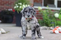 Simon, a male Newfypoo for sale in Fresno, OH – 1 of 8