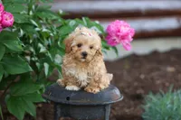 Elise 💛🐾, a female Havapoo for sale in Fresno, OH – 2 of 10