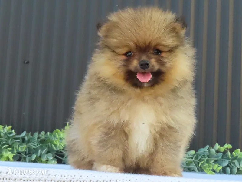 Peanut 🩵🐾 – Pomeranian puppy for sale in Fresno, OH