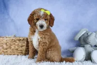 🐾 Meet Nova – F2B Mini Goldendoodle Puppy 🐾, a female Miniature Goldendoodle for sale in Fresno, OH – 6 of 10