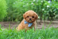 Luca, a male Cavapoo for sale in Fresno, OH – 5 of 8