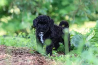 Riley, a male Havapoo for sale in Fresno, OH – 9 of 10