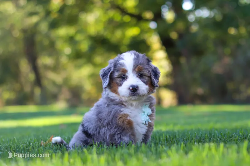 Pete – Miniature Bernedoodle puppy for sale in Fresno, OH