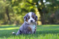 Pete, a male Miniature Bernedoodle for sale in Fresno, OH – 8 of 10