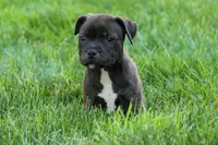 Moxie 💖, a female Staffordshire Bull Terrier for sale in Fresno, OH – 8 of 10