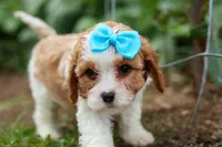 Victor 🐾, a male Poodle - Miniature  for sale in Fresno, OH – 9 of 10