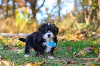 Bones, a male Miniature Bernedoodle for sale in Fresno, OH – 6 of 7