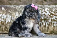 Bella 🐶💗, a female Cocker Spaniel for sale in Fresno, OH – 9 of 9