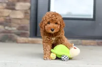 Vanessa, a female Goldendoodle for sale in Fresno, OH – 3 of 8