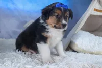 Buster, a male Miniature Aussiedoodle for sale in Fresno, OH – Photo 6 of 10