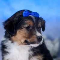 Buster, a male Miniature Aussiedoodle for sale in Fresno, OH – Photo 8 of 10