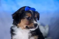 Buster, a male Miniature Aussiedoodle for sale in Fresno, OH – Photo 8 of 10