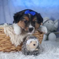 Buster, a male Miniature Aussiedoodle for sale in Fresno, OH – Photo 10 of 10