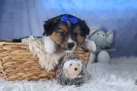 Buster, a male Miniature Aussiedoodle for sale in Fresno, OH – Photo 10 of 10
