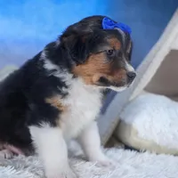 Buster, a male Miniature Aussiedoodle for sale in Fresno, OH – Photo 3 of 10