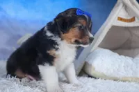 Buster, a male Miniature Aussiedoodle for sale in Fresno, OH – Photo 2 of 10