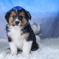 Buster, a male Miniature Aussiedoodle for sale in Fresno, OH – Photo 1 of 10