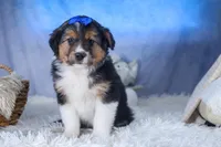 Buster, a male Miniature Aussiedoodle for sale in Fresno, OH – Photo 7 of 10
