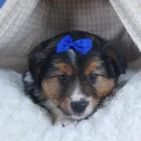 Buster, a male Miniature Aussiedoodle for sale in Fresno, OH – Photo 6 of 10