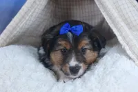 Buster, a male Miniature Aussiedoodle for sale in Fresno, OH – Photo 5 of 10