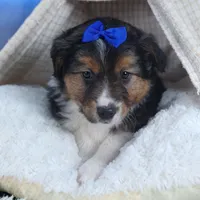 Buster, a male Miniature Aussiedoodle for sale in Fresno, OH – Photo 9 of 10