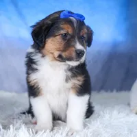 Buster, a male Miniature Aussiedoodle for sale in Fresno, OH – Photo 5 of 10