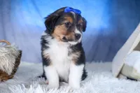 Buster, a male Miniature Aussiedoodle for sale in Fresno, OH – Photo 4 of 10