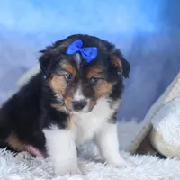 Buster, a male Miniature Aussiedoodle for sale in Fresno, OH – Photo 4 of 10