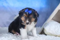 Buster, a male Miniature Aussiedoodle for sale in Fresno, OH – Photo 3 of 10