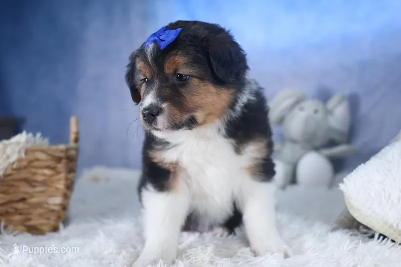 Buster, a male Miniature Aussiedoodle for sale in Fresno, OH – Photo 1 of 10