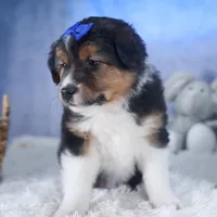 Buster, a male Miniature Aussiedoodle for sale in Fresno, OH – Photo 2 of 10