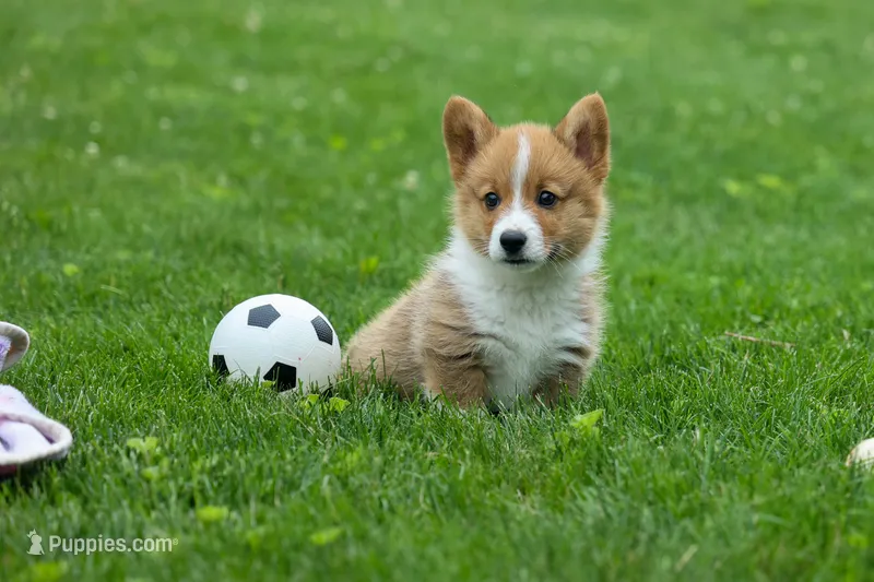 Legend – Pembroke Welsh Corgi puppy for sale in Fresno, OH