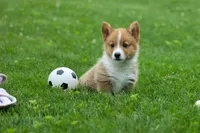 Legend, a male Pembroke Welsh Corgi for sale in Fresno, OH – 1 of 10