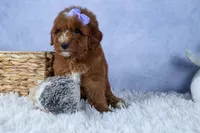 🐾 Meet Natasha – F2B Mini Goldendoodle Puppy 🐾, a female Miniature Goldendoodle for sale in Fresno, OH – 10 of 10