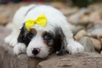   Preston🎀, a female Cavapoo for sale in Fresno, OH – 4 of 10