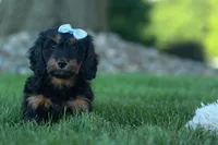 Harley 🦴🐶, a male Miniature Dachshund for sale in Fresno, OH – 6 of 10