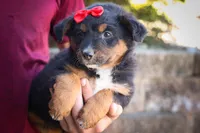 Lincoln💙, a female Miniature Aussiedoodle for sale in Fresno, OH – 4 of 7