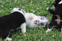 Baxter💙🐾, a male Australian Shepherd and Pembroke Welsh Corgi for sale in Fresno, OH – 7 of 7