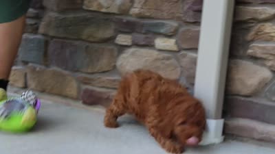 Jennifer, a female Goldendoodle for sale in Fresno, OH – 8 of 8