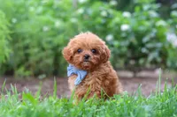 Luca, a male Cavapoo for sale in Fresno, OH – 3 of 8