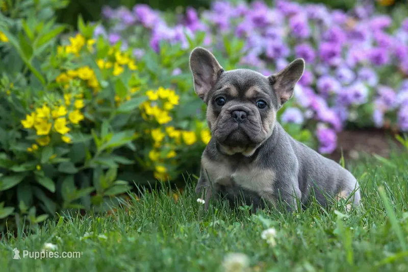 Finley 🐶 – French Bulldog puppy for sale in Fresno, OH