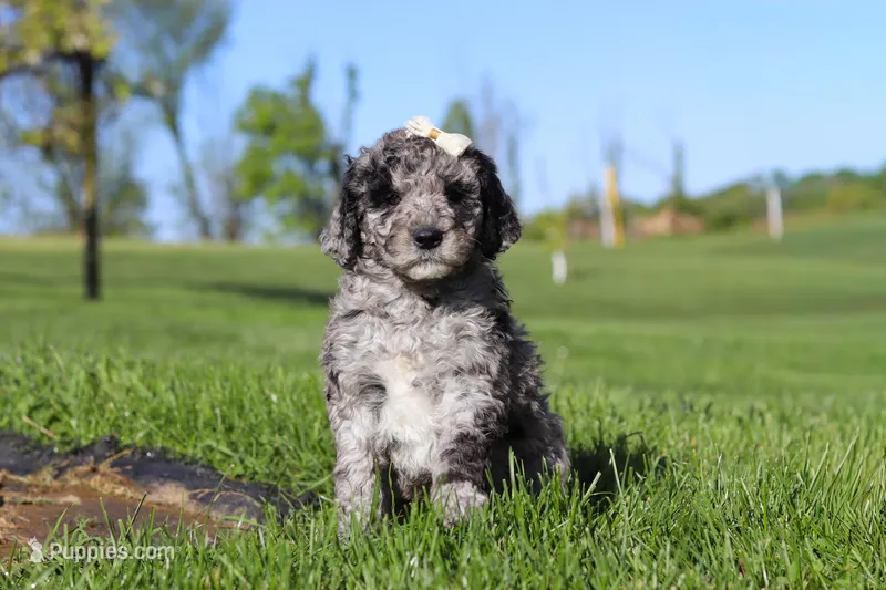 Roxy – Newfypoo puppy for sale in Fresno, OH